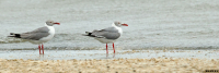 GAVIOTA CAPUCHO GRIS (Chroicocephalus cirrocephalus)